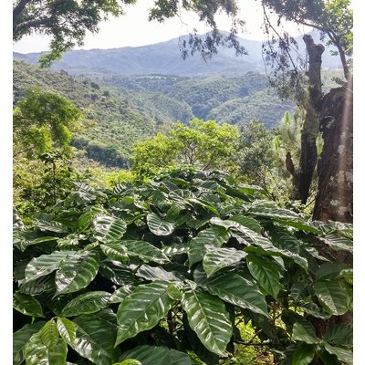 El Oasis. El Salvador - Image 2