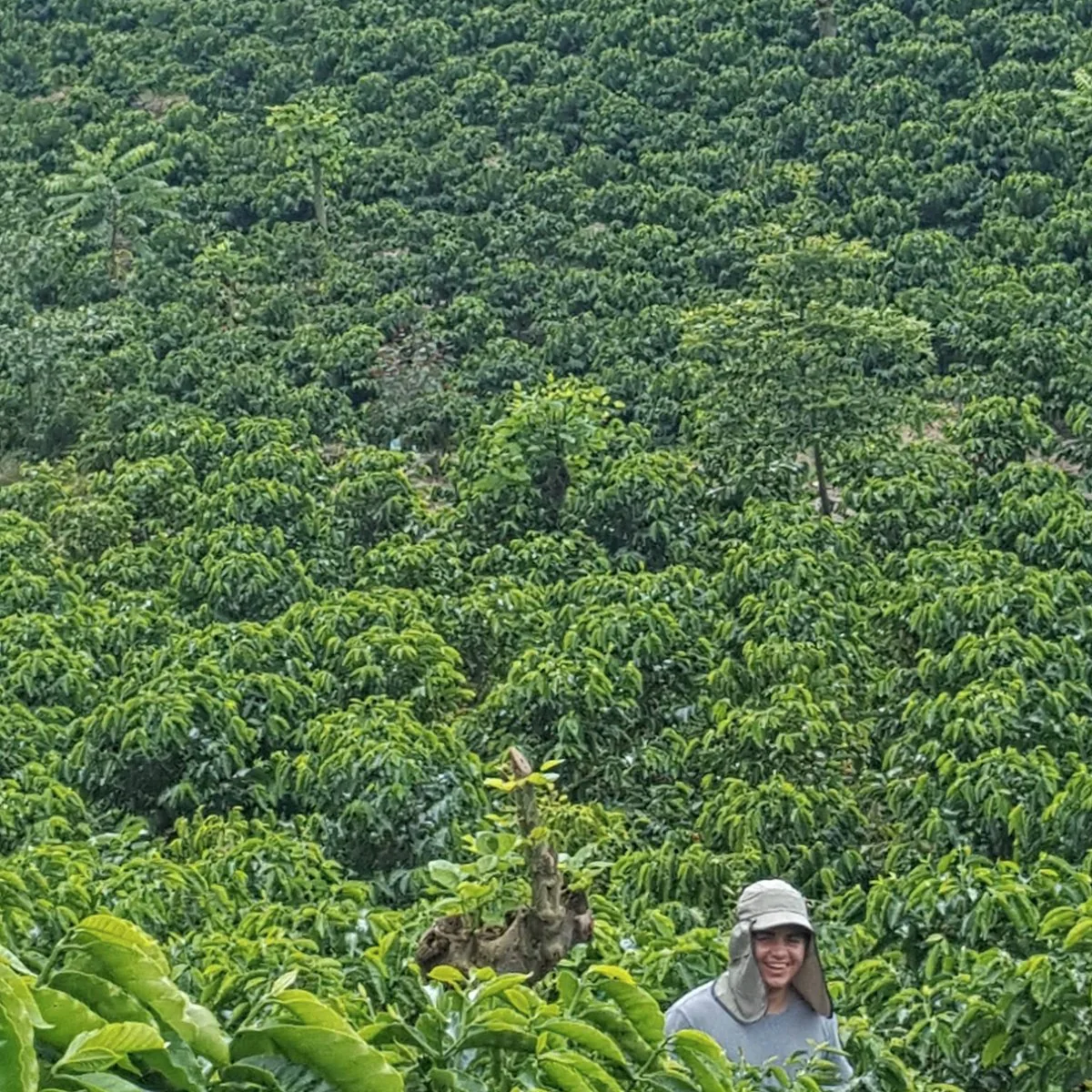 Aquiares. Café de Costa Rica. Lavado Anaeróbico - Image 7
