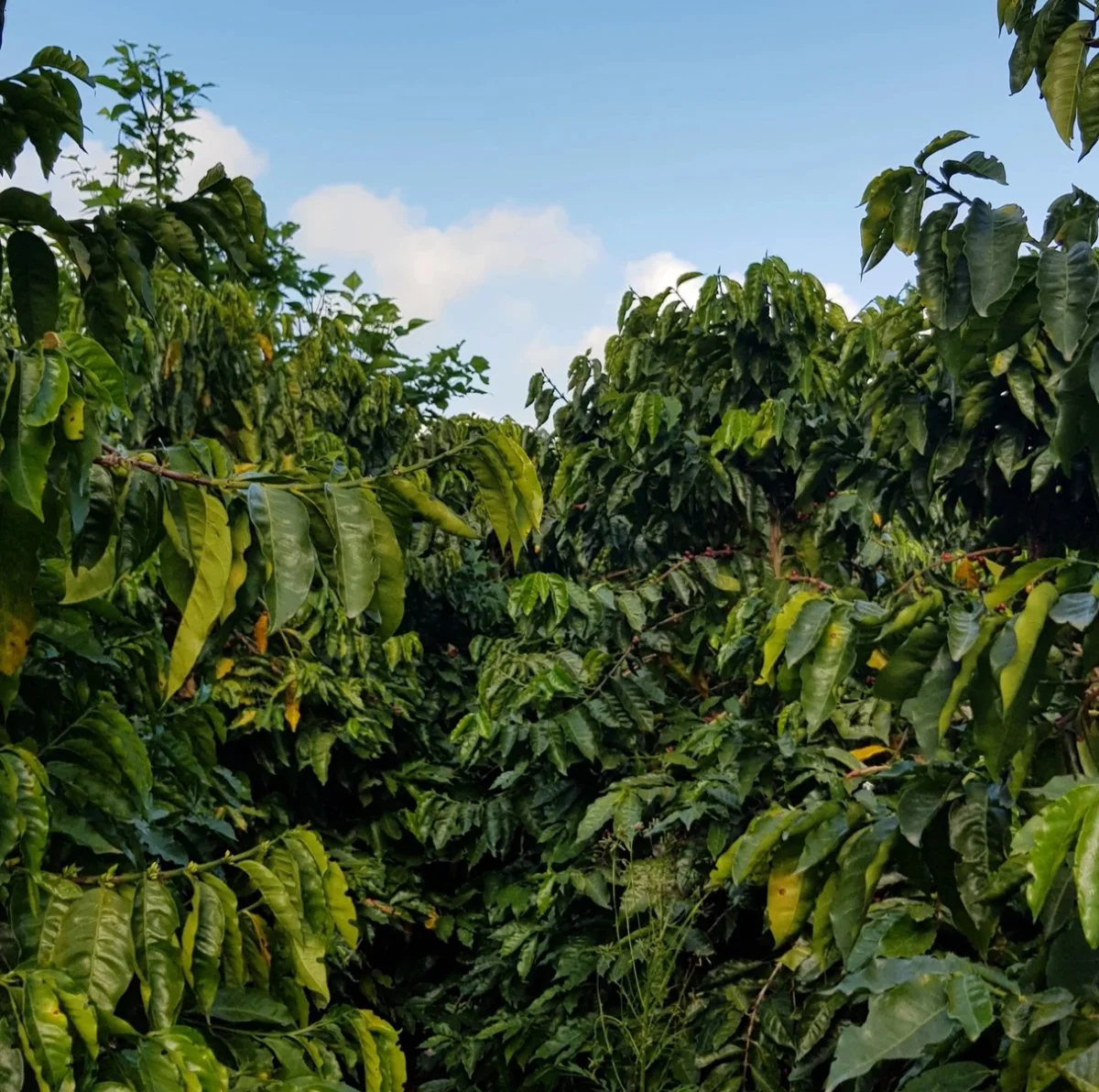 Aquiares. Café de Costa Rica. Lavado Anaeróbico - Image 8