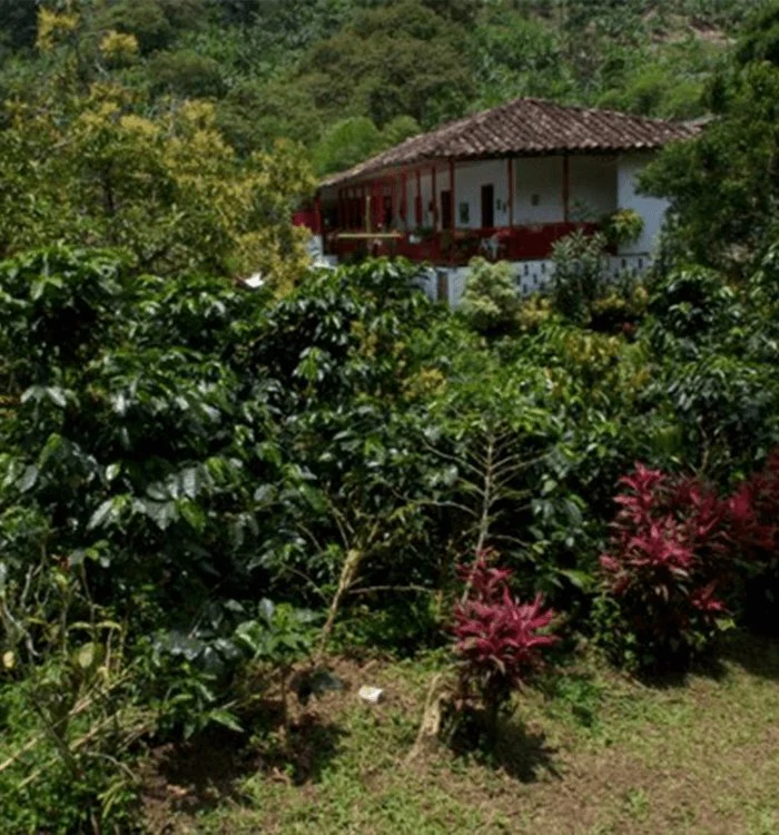 Bacarat. Café de Colombia - Image 3