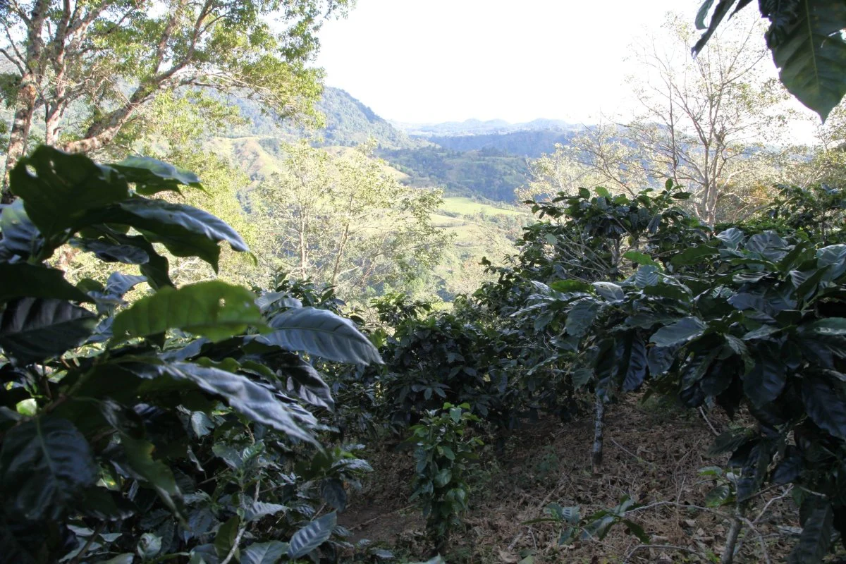 Baru Black Mountain. Café de Panamá. Lavado. - Image 5