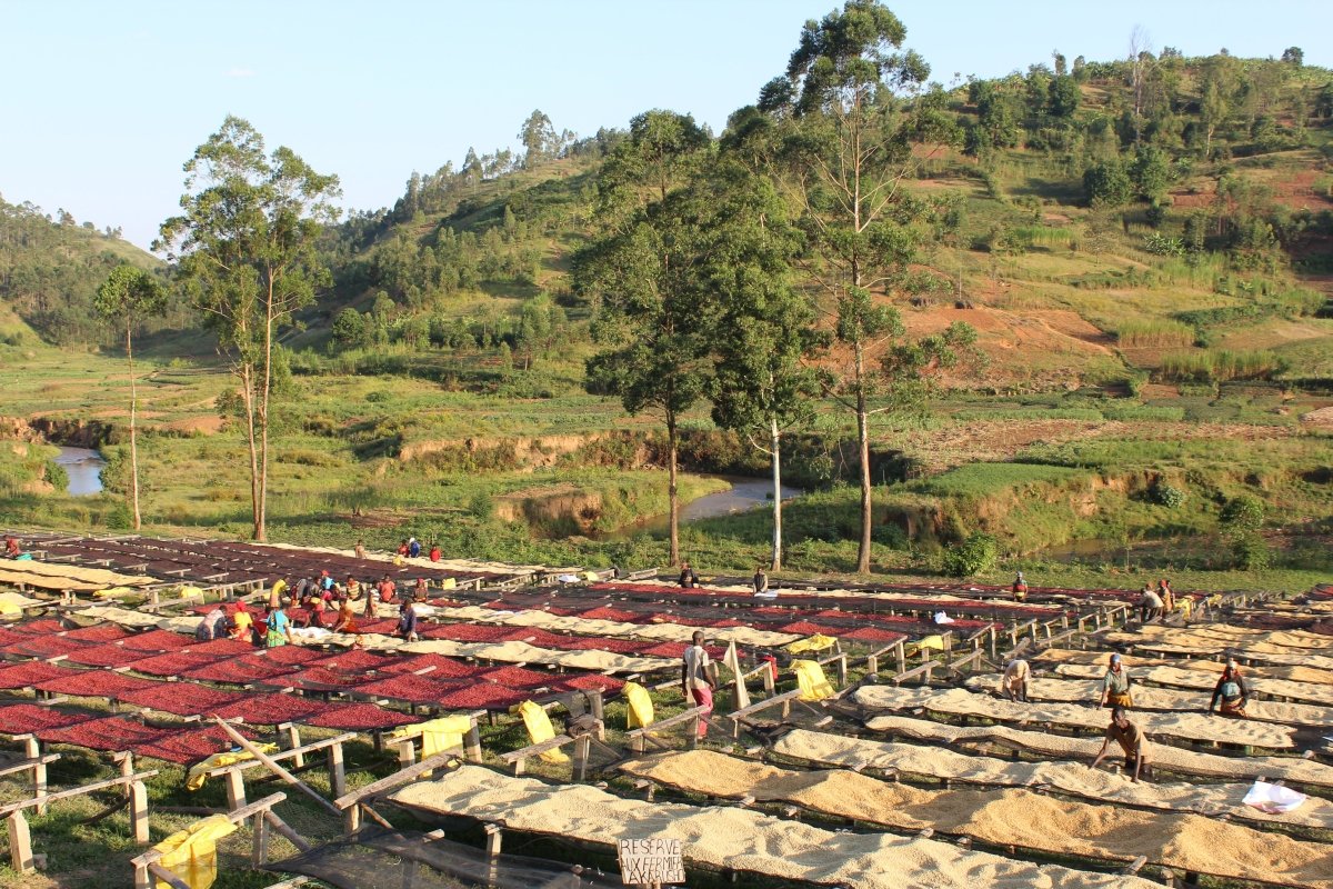 Café de Burundi. Gakenke Oro. Honey Aneróbico - Image 4