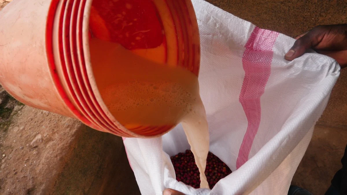 Café de Burundi. Gakenke Oro. Honey Aneróbico - Image 6