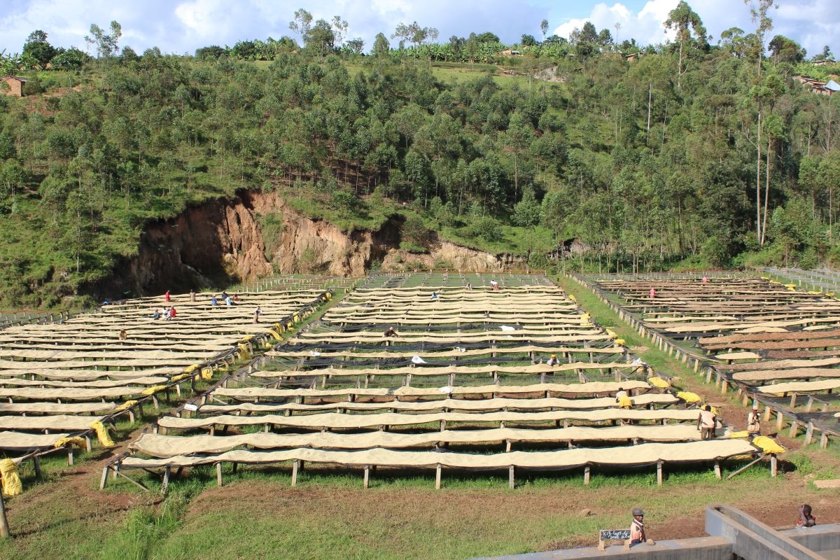 Café de Burundi. Kibingo. Fermentación anaeróbica - Image 4