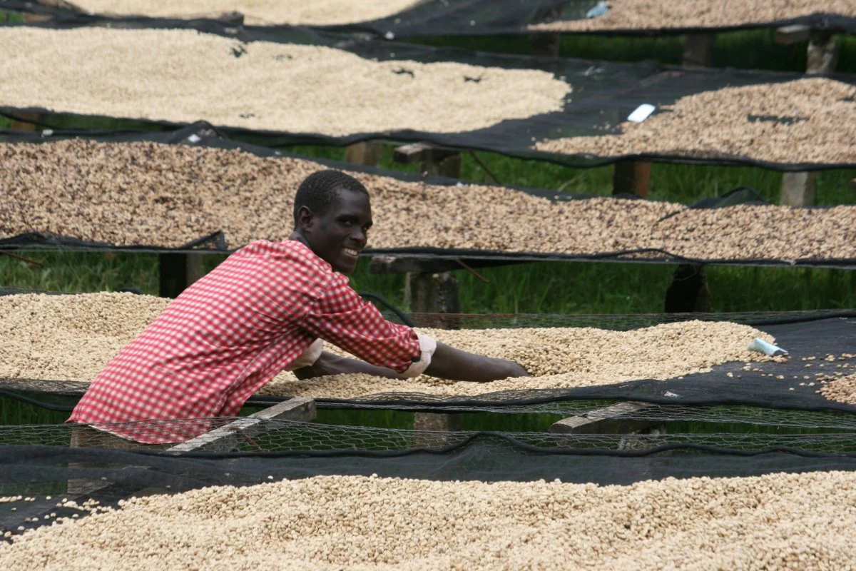 Café de Burundi. Kibingo. Fermentación anaeróbica - Image 6