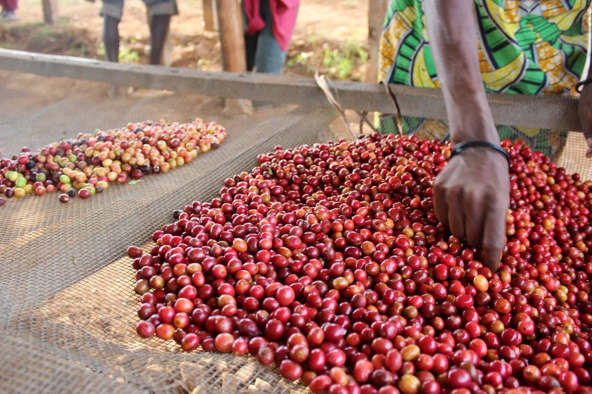Café de Burundi. Nemba - Image 2