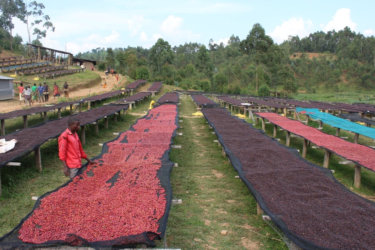 Café de Burundi. Nemba - Image 3