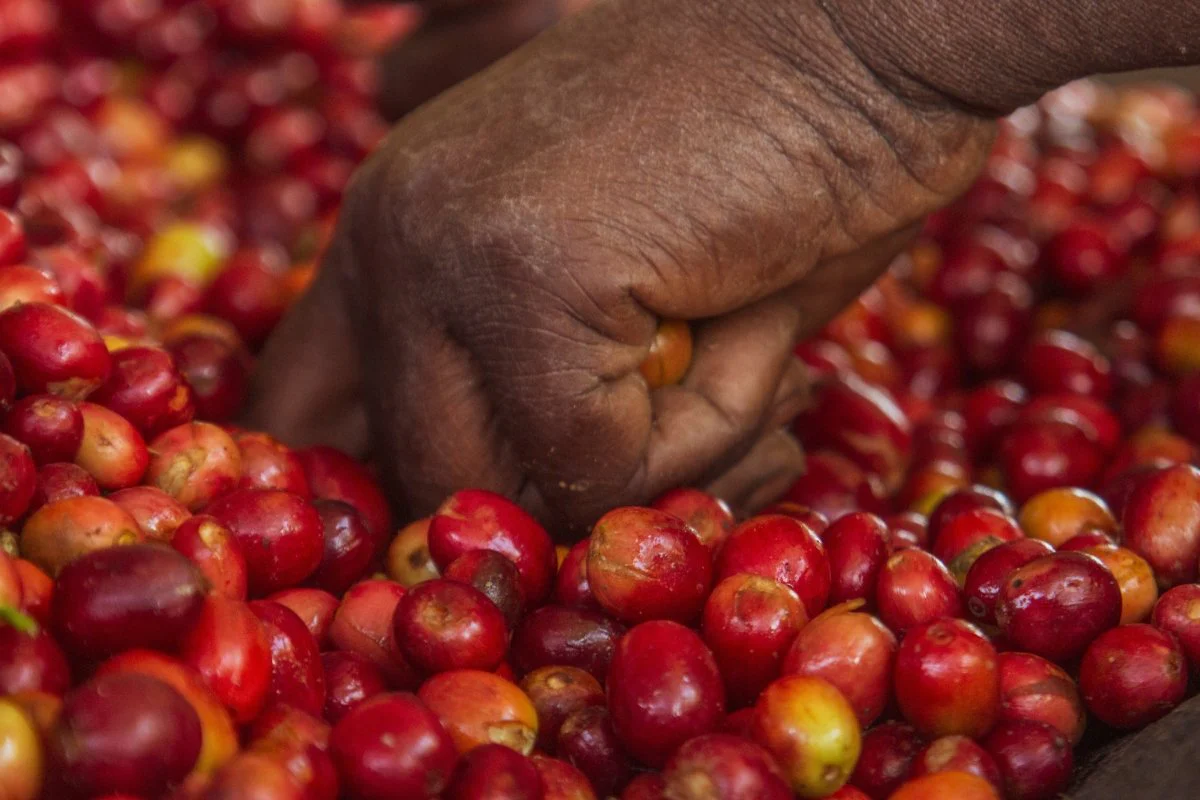 Café de Rwanda. Rwingyoni - Image 2