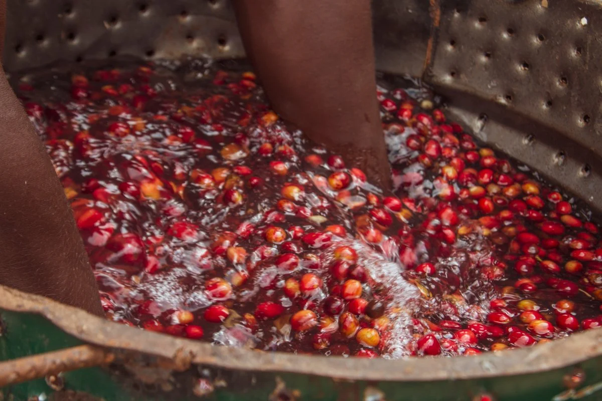 Café de Rwanda. Rwingyoni - Image 3