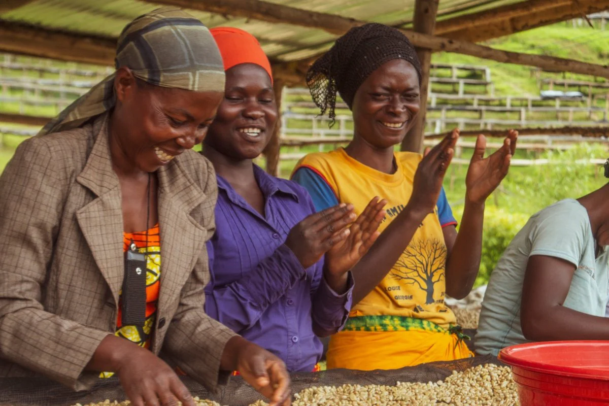 Café de Rwanda. Rwingyoni - Image 4