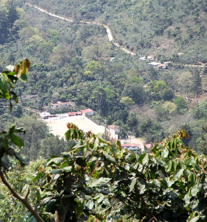Café de Guatemala. Finca La Bolsa. Lavado - Image 10