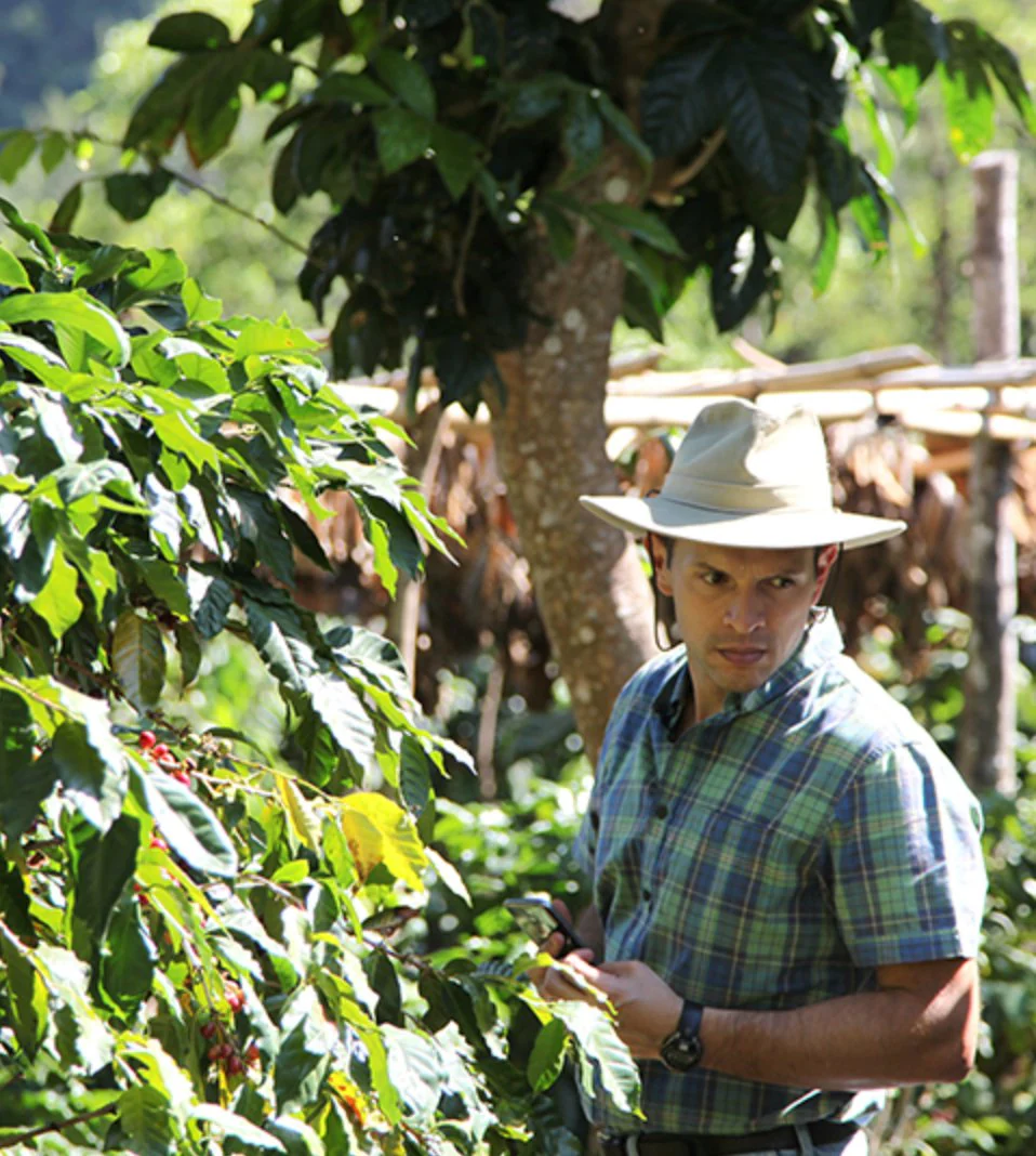 Café de Guatemala. Finca La Bolsa. Lavado - Image 3
