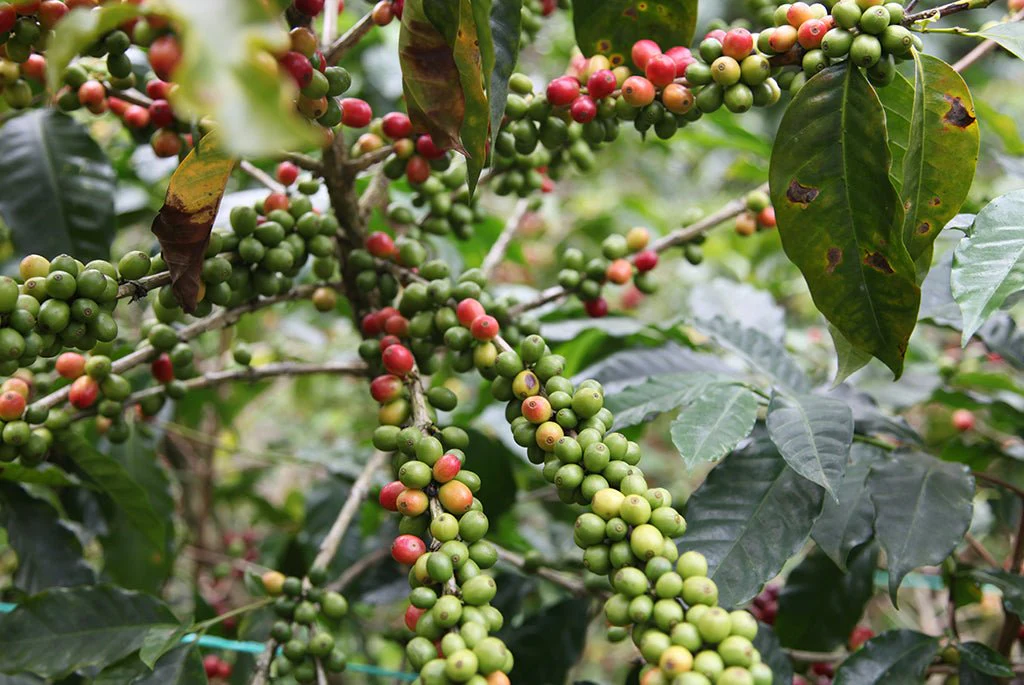 Café de Guatemala. Finca La Bolsa. Lavado - Image 4