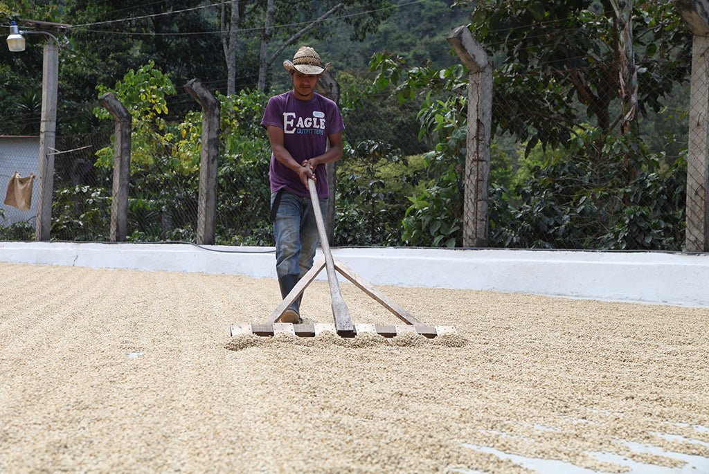 Café de Guatemala. Finca La Bolsa. Lavado - Image 6