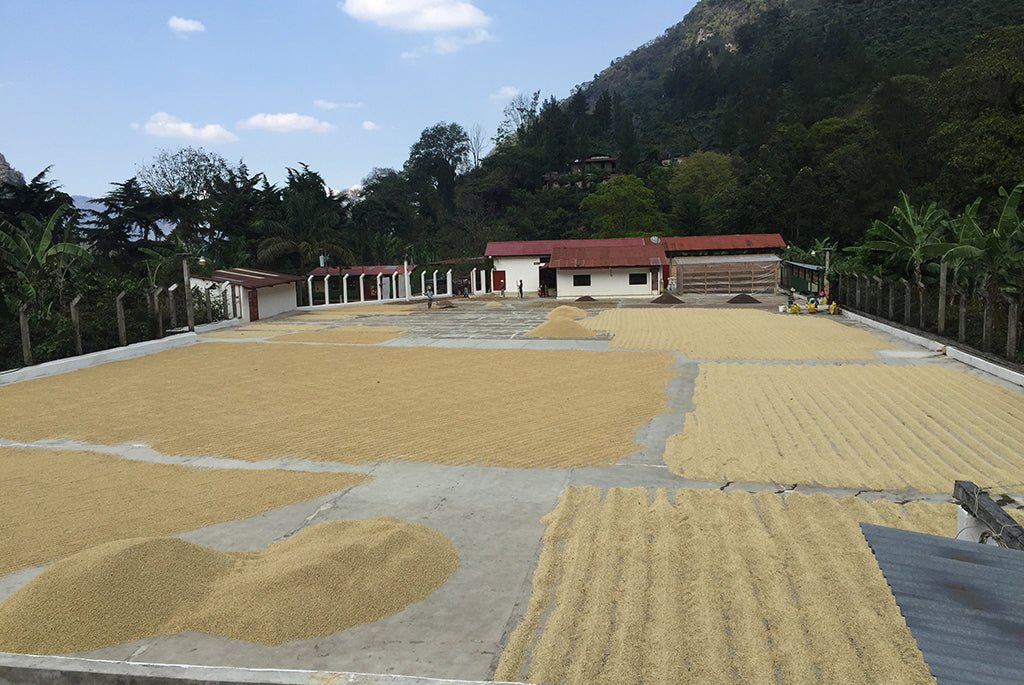 Café de Guatemala. Finca La Bolsa. Lavado - Image 7