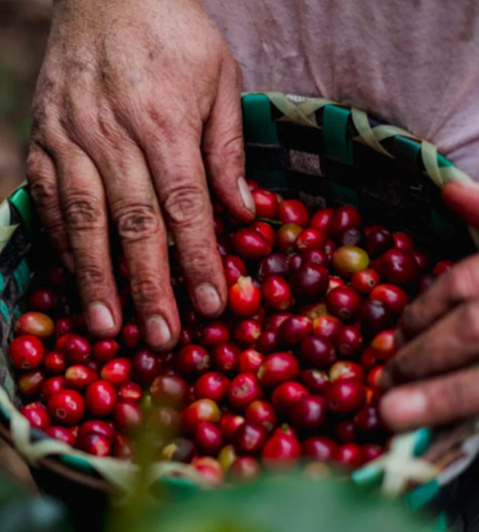 Café de Honduras. Finca Liquidambar. Natural - Image 4