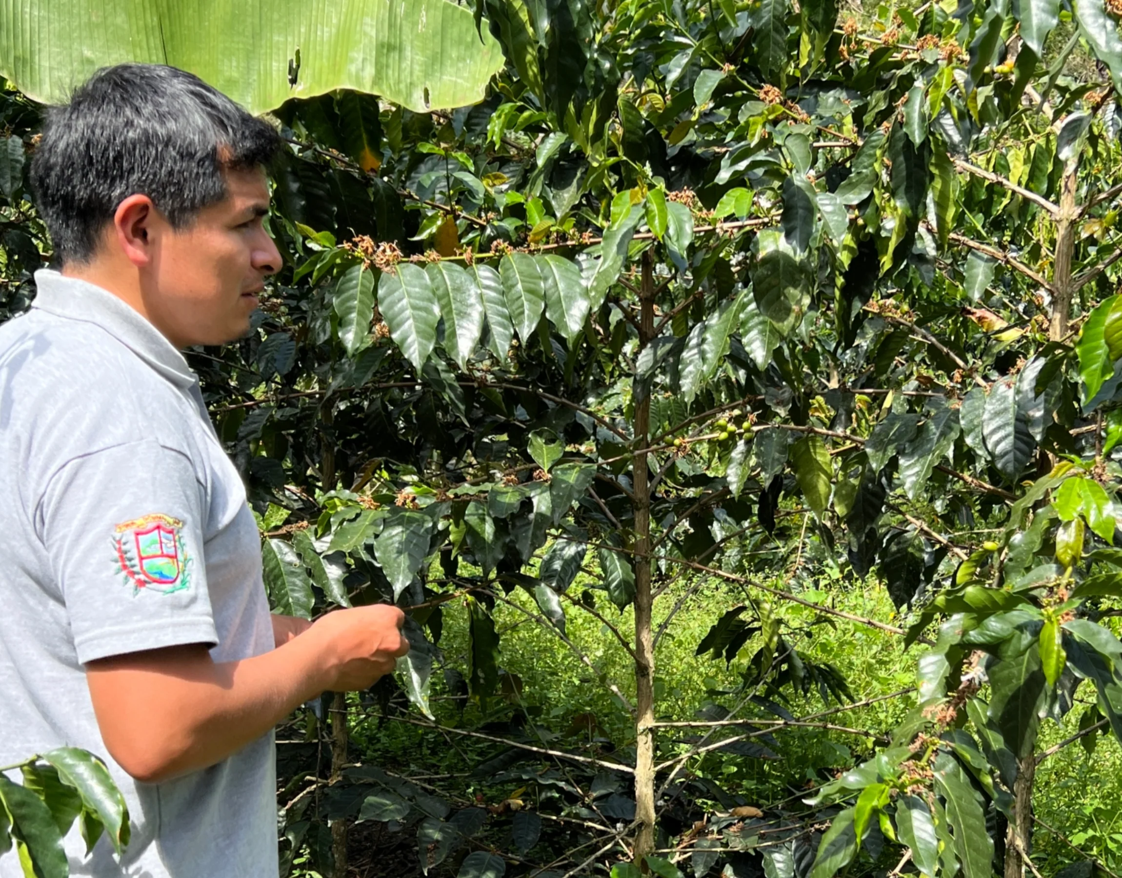 Café de Perú. Gracias a Dios. Lavado. Región Amazonas - Image 6