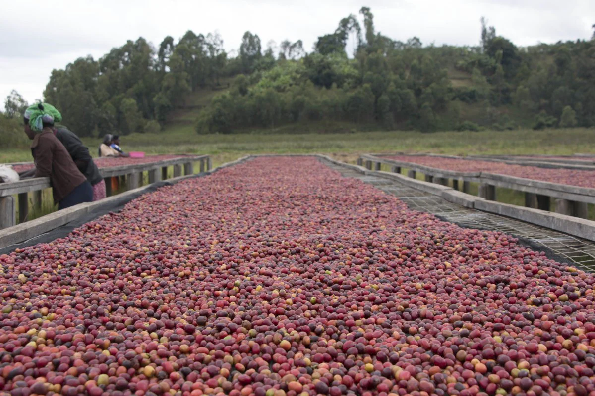 Café de Rwanda. Gatare - Image 3