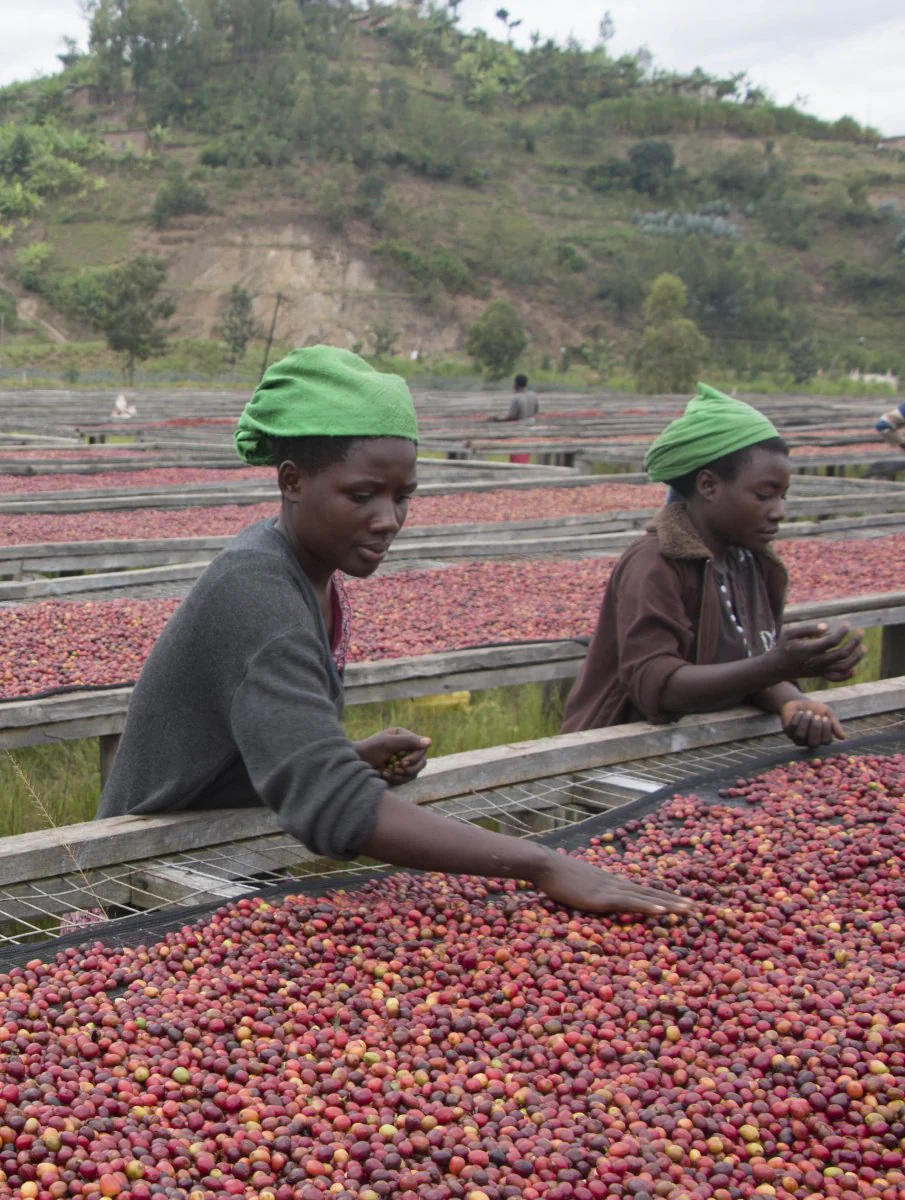 Café de Rwanda. Gatare - Image 4