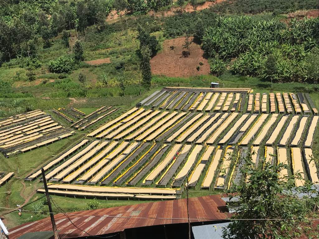 Café de Rwanda. Gatare - Image 5