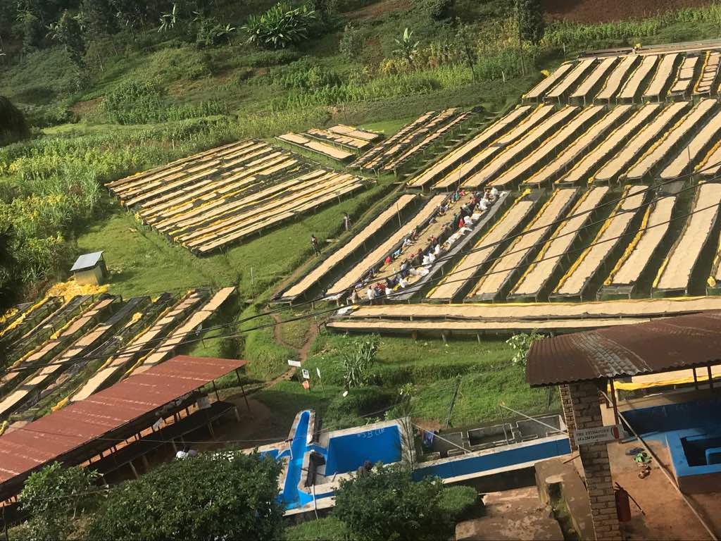 Café de Rwanda. Gatare - Image 6