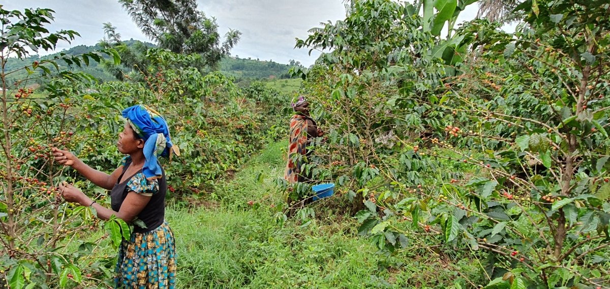 Café de Uganda. Kingha Collective - Image 13