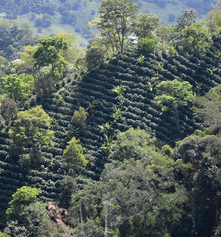 Café Descafeinado Mountain Water de Colombia. Zen - Image 6