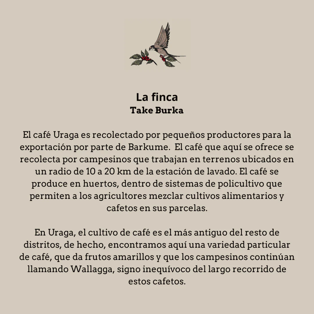 Café de bosque de Etiopía. Finca Tabe Burka. Región Guji - Image 3