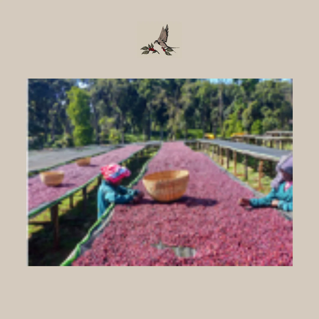 Café de bosque de Etiopía. Finca Tabe Burka. Región Guji - Image 4