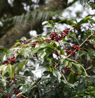 Café de bosque de Etiopía. Finca Tabe Burka. Región Guji - Image 5