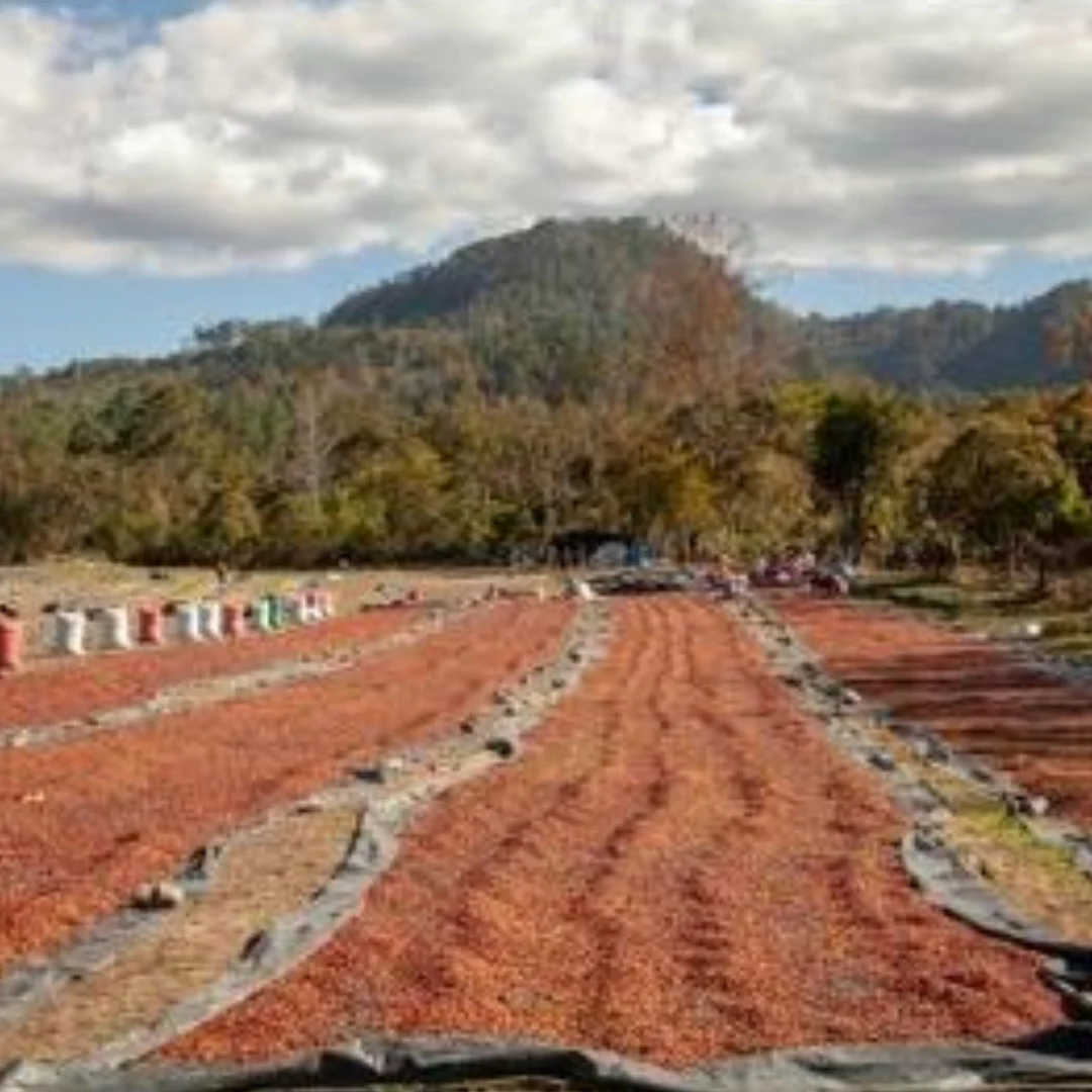 Café ecológico de Honduras. Finca Ceiba - Image 3