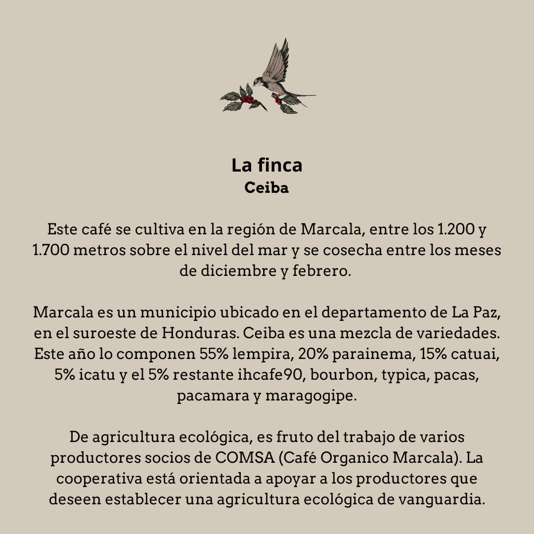 Café ecológico de Honduras. Finca Ceiba - Image 4