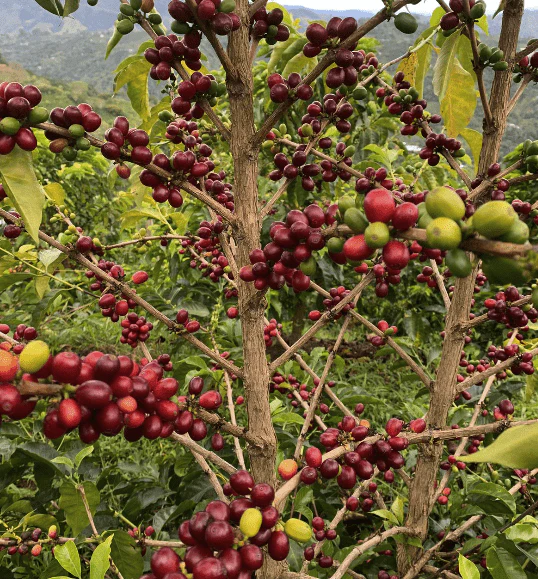Bourbon Amarillo – Café de Colombia · Co-fermentado · Finca El Pedregal - Image 4