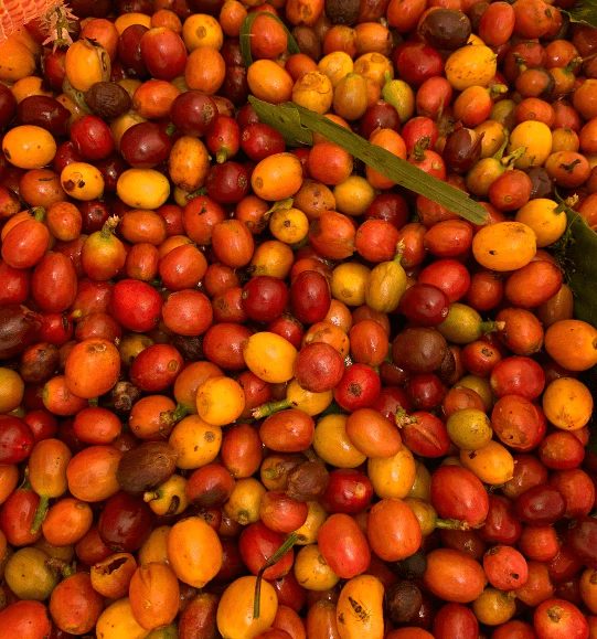 Bourbon Amarillo – Café de Colombia · Co-fermentado · Finca El Pedregal - Image 5