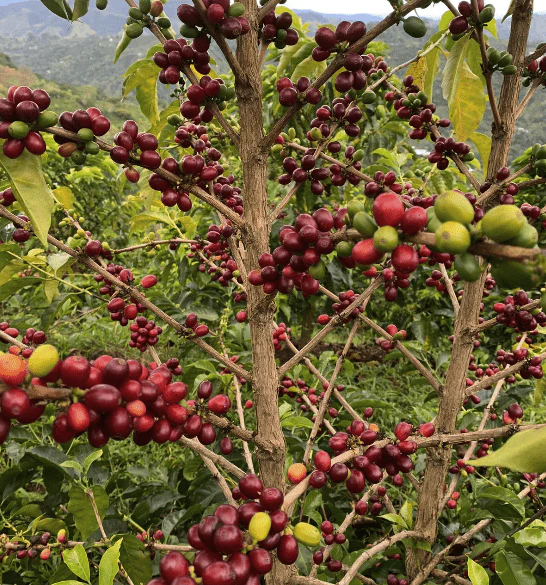 Bourbon Amarillo – Café de Colombia · Co-fermentado · Finca El Pedregal - Image 7