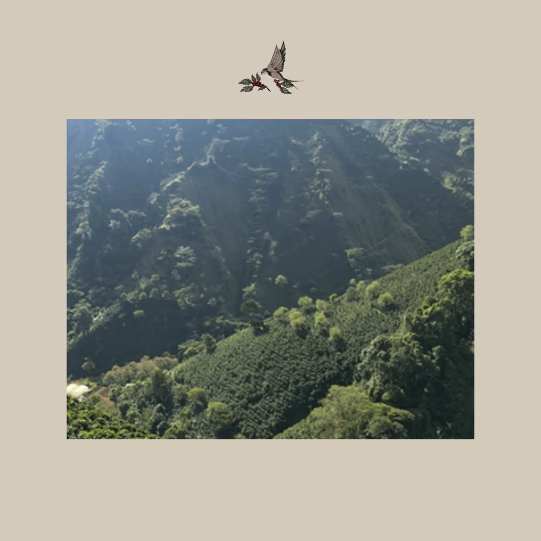Daye Bensa. Etiopía - Image 3