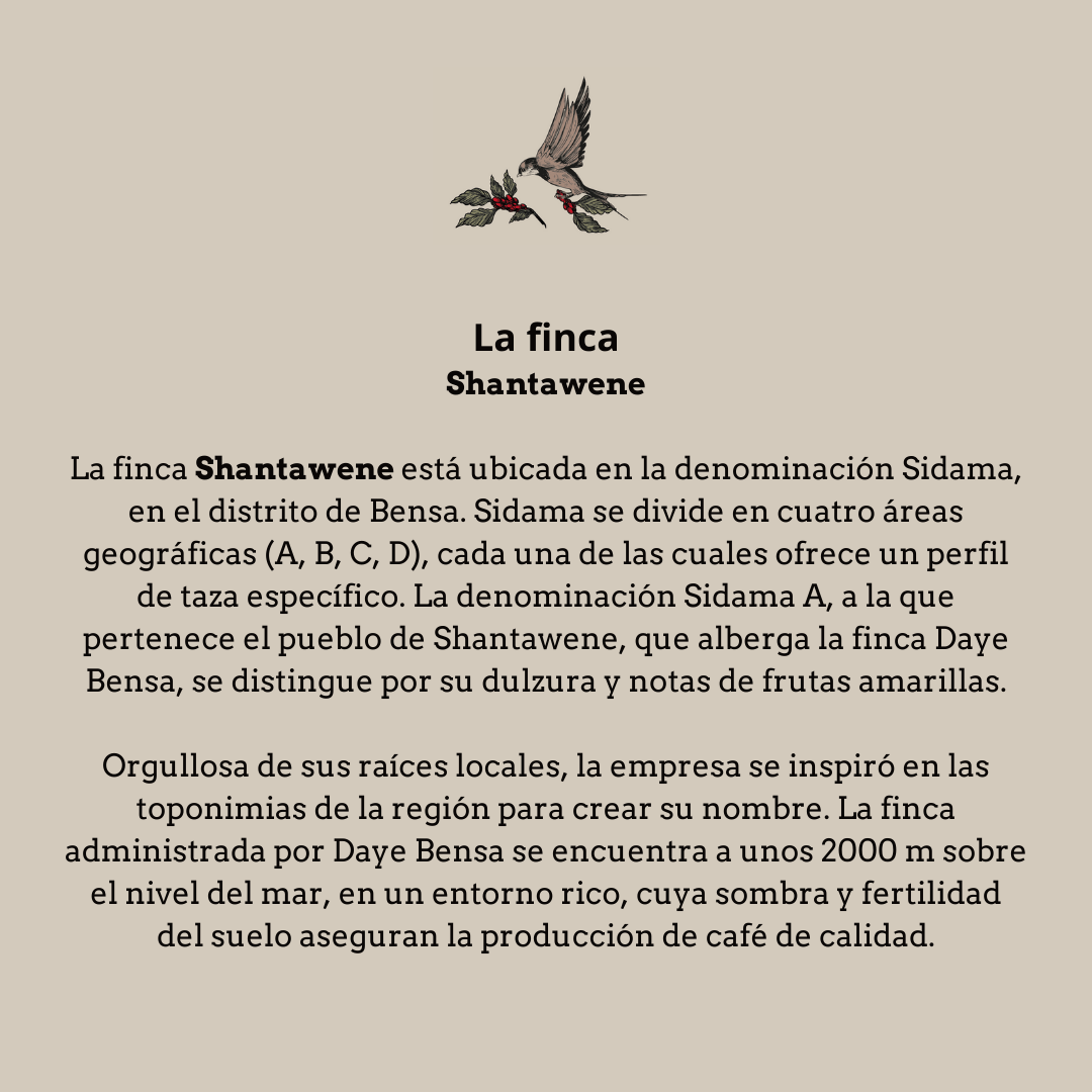 Daye Bensa. Etiopía - Image 4