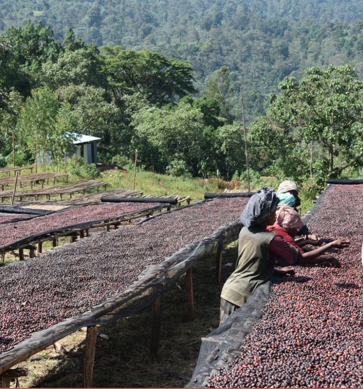 Sidama Dukale. Café de Etiopía. Natural Anaeróbico. - Image 6