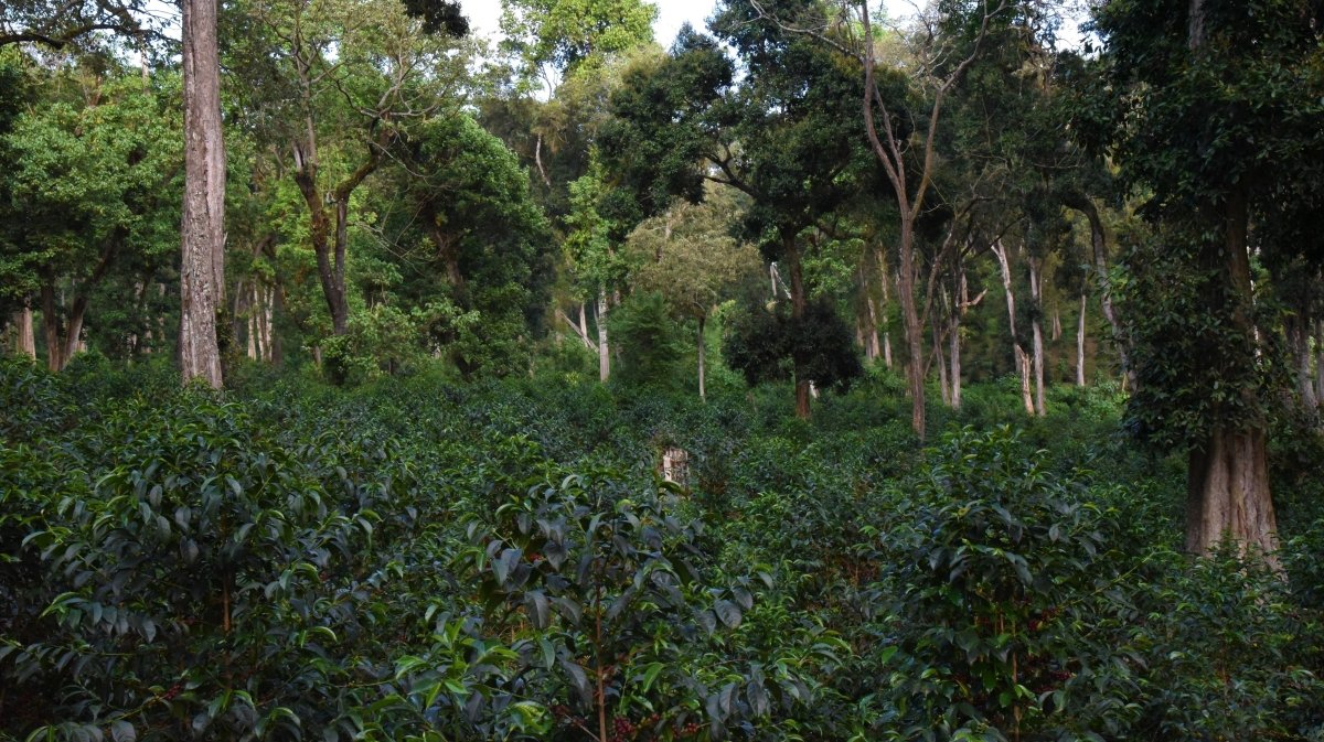 Alaka. Café de Etiopía, Guji. Lavado - Image 7