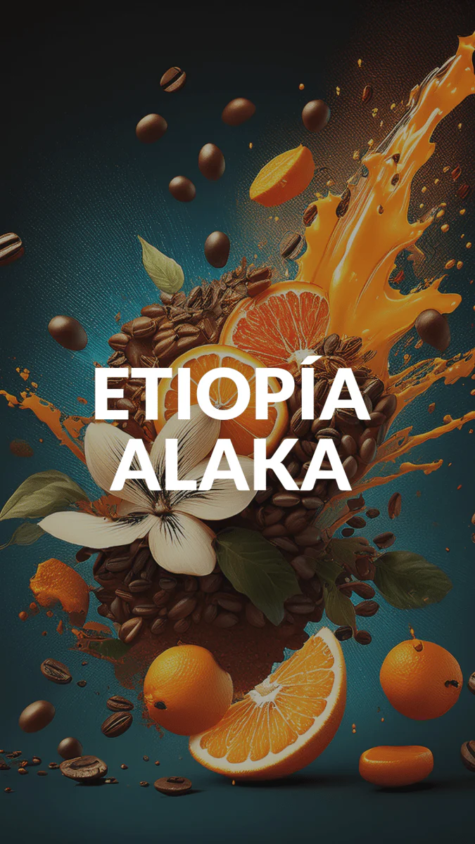 Alaka. Café de Etiopía, Guji. Lavado - Image 9
