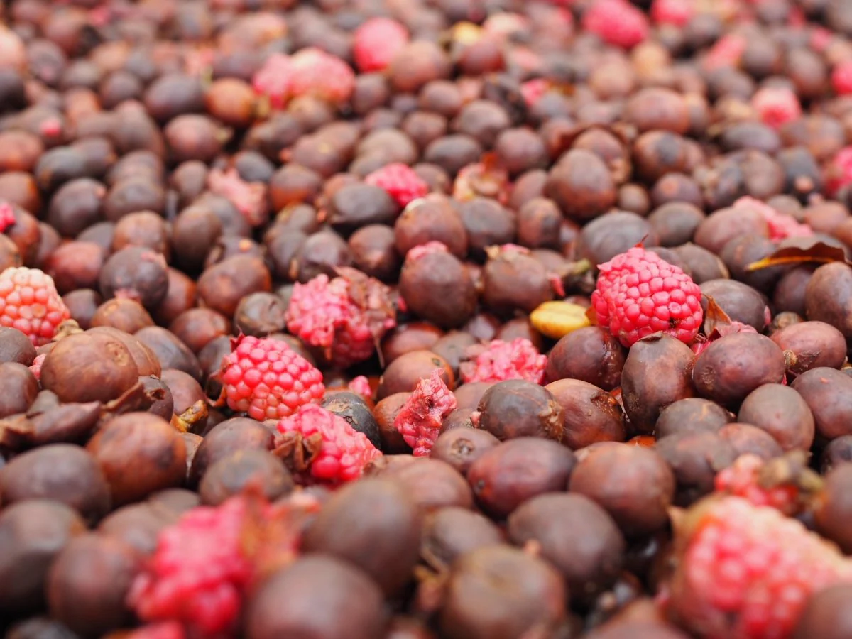 Finca el Jardín. Natural Mora. Café de Colombia - Image 3