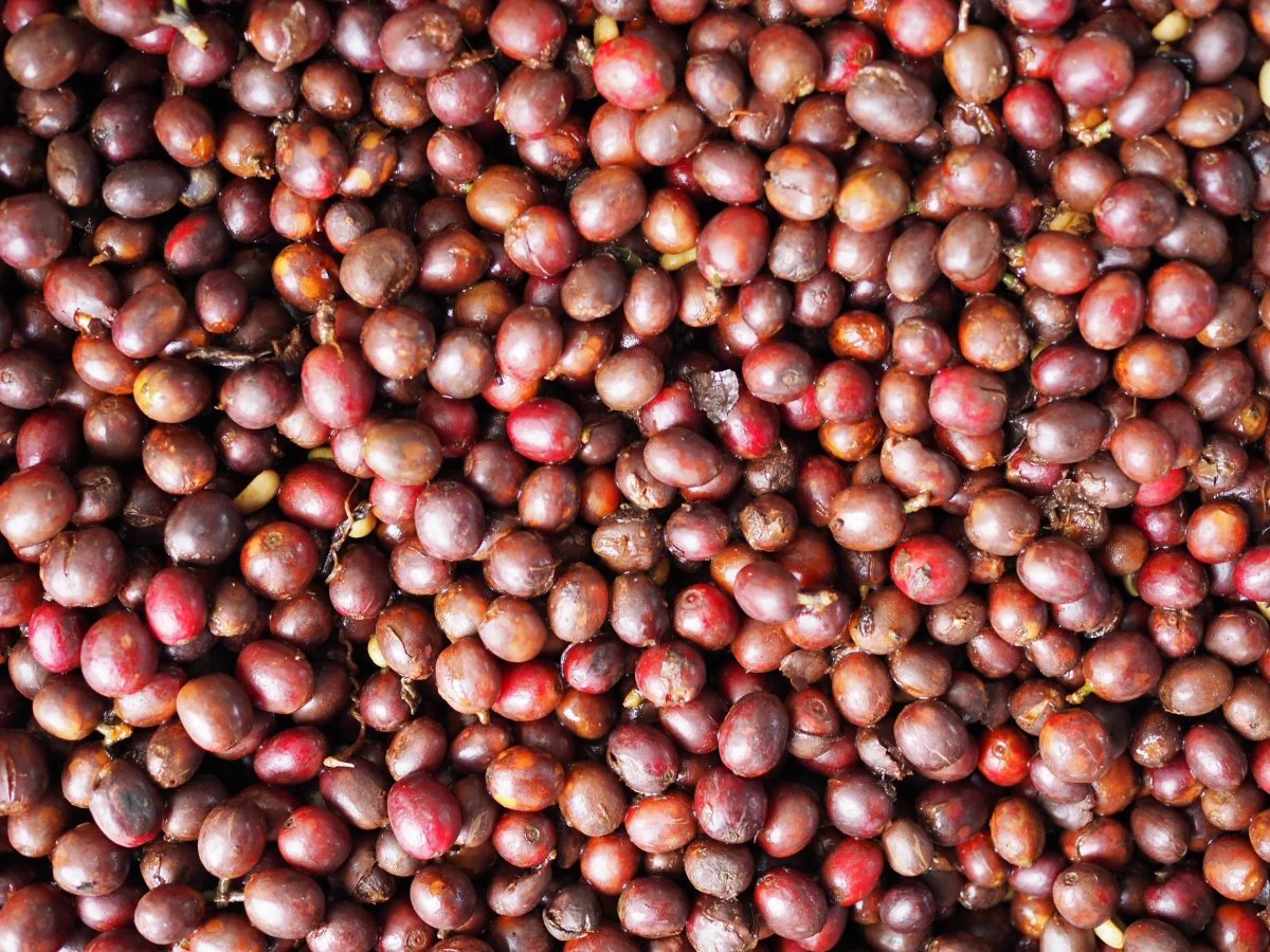 Finca el Jardín. Natural Mora. Café de Colombia - Image 5