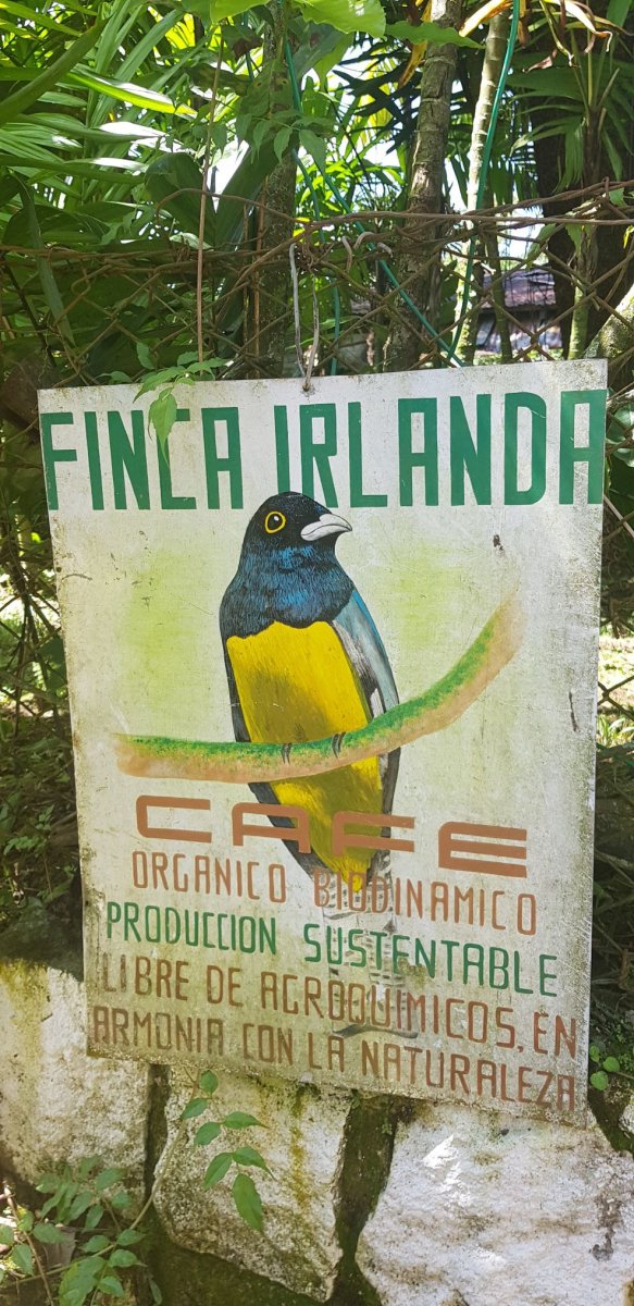 Finca Irlanda. Café de Méjico. Chiapas. Lavado - Image 2