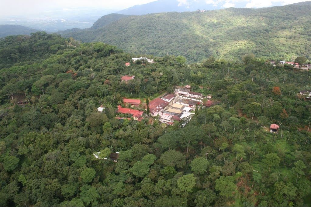 Finca Irlanda. Café de Méjico. Chiapas. Lavado - Image 3