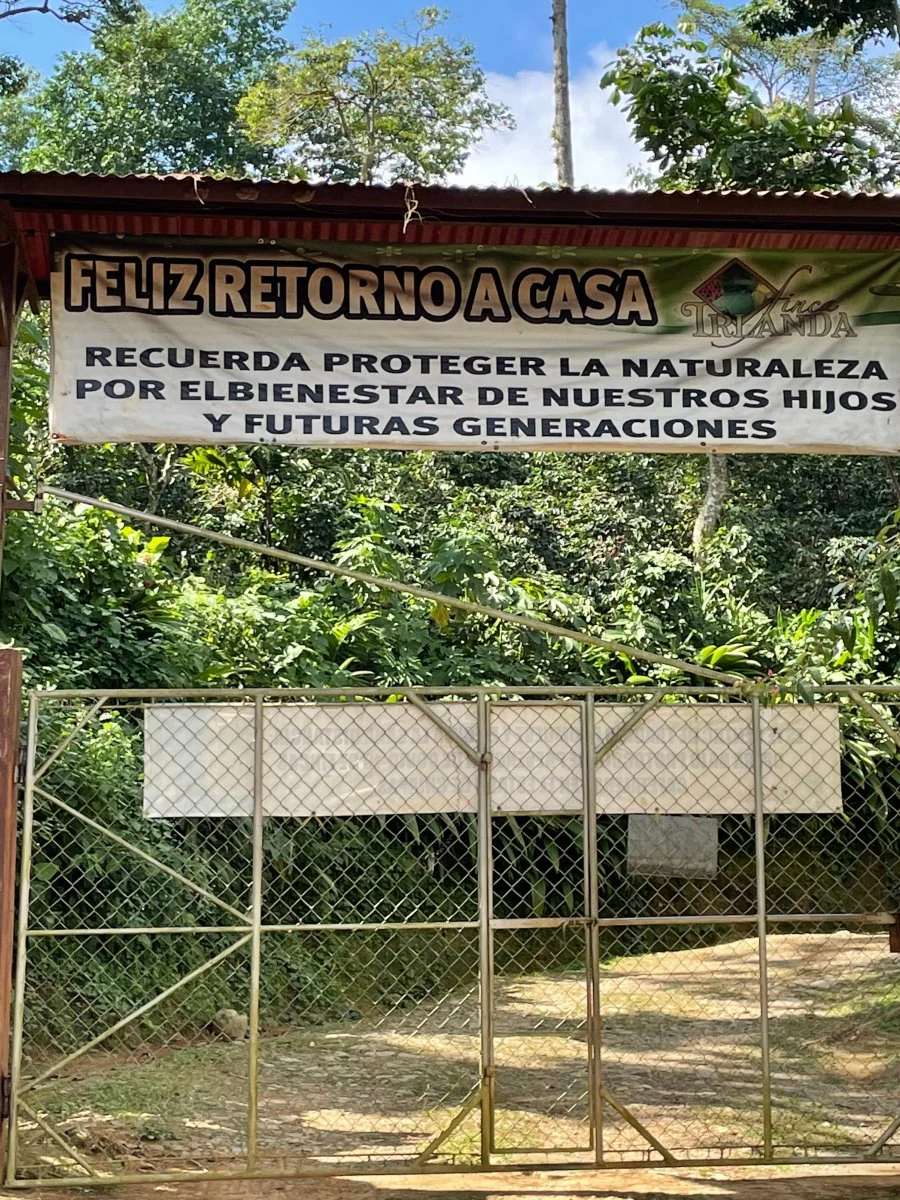 Finca Irlanda. Café de Méjico. Chiapas. Lavado - Image 4