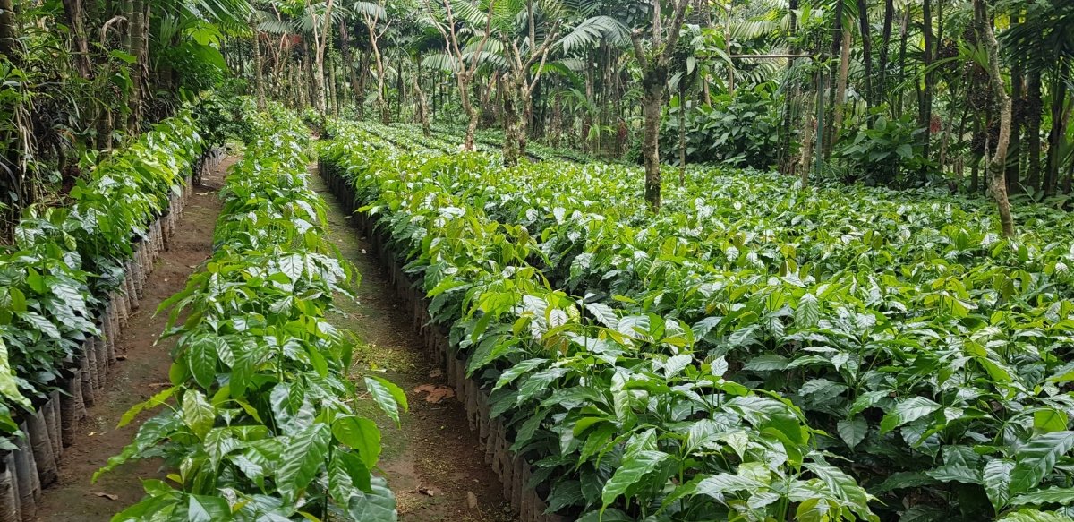 Finca Irlanda. Café de Méjico. Chiapas. Lavado - Image 7