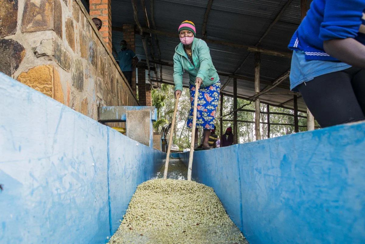 Gakenke. Café de Rwanda. Lavado - Image 4