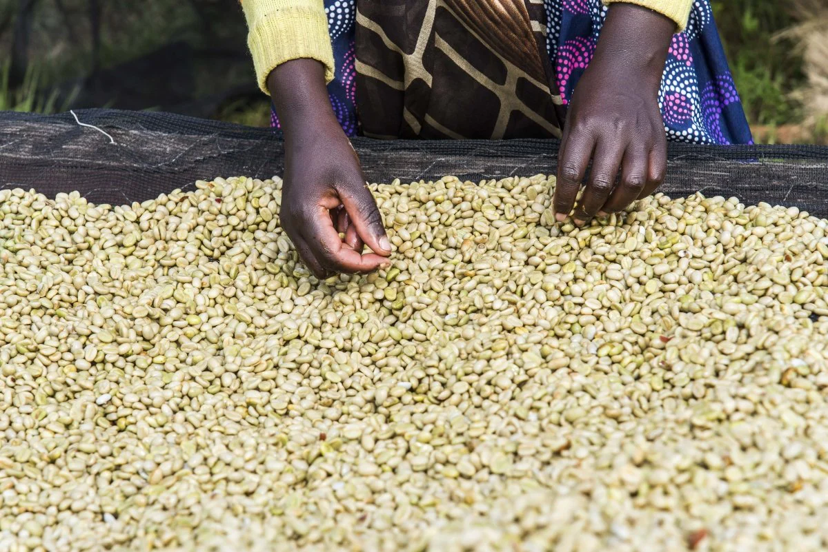 Gakenke. Café de Rwanda. Lavado - Image 7