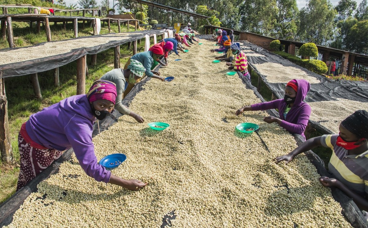 Gakenke. Café de Rwanda. Lavado - Image 8