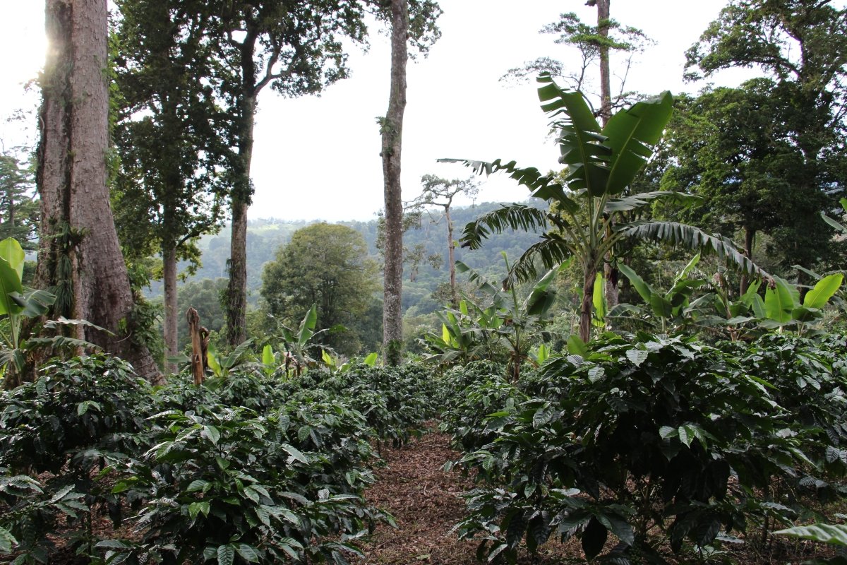 Geisha Finca Hartmann. Café de Panamá. Natural - Image 5